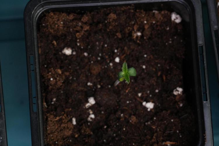 Passion Fruitz By Zamnesia. Week 0 - Passion Fruitz Day one in the dome