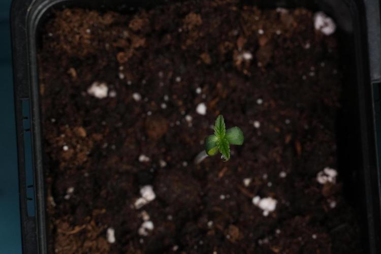 Passion Fruitz By Zamnesia. Week 0 - Passion Fruitz Day one in the dome