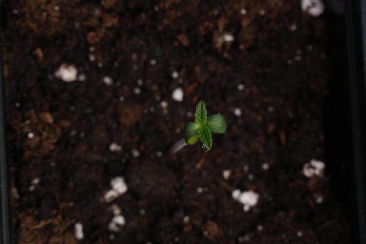 Passion Fruitz By Zamnesia. Week 0 - Passion Fruitz Day one in the dome