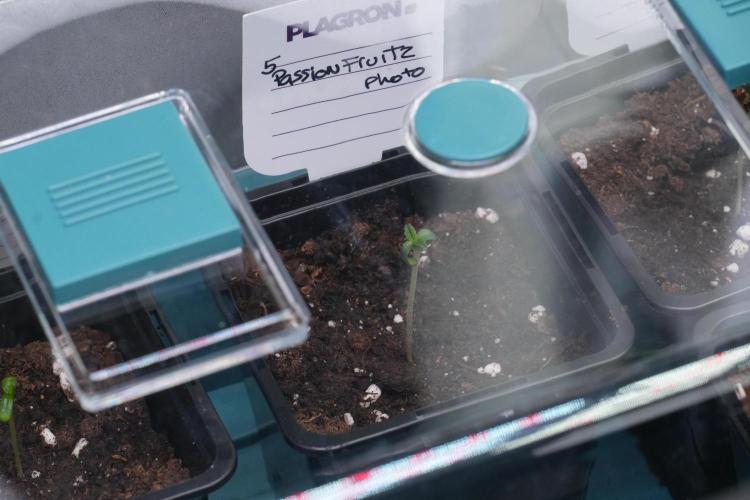 Passion Fruitz By Zamnesia. Week 0 - Passion Fruitz Day one in the dome