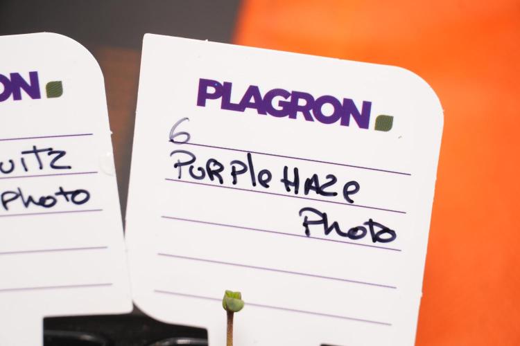 Purple Haze By Zamnesia Pheno A. Week 0 - Purple Haze Pheno A