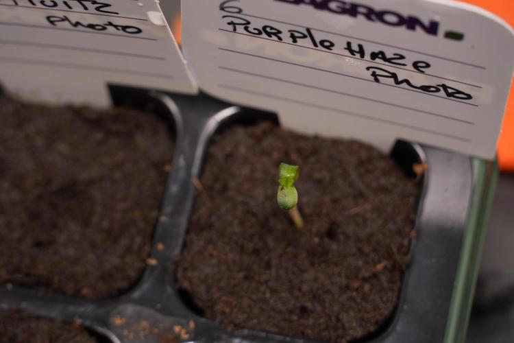 Purple Haze By Zamnesia Pheno A. Week 0 - Purple Haze Pheno A