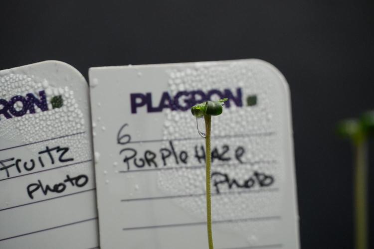Purple Haze By Zamnesia Pheno A. Week 0 - Purple Haze Pheno A