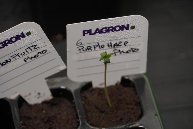 Purple Haze By Zamnesia Pheno A. Week 0 - Purple Haze Pheno A