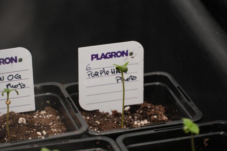 Purple Haze By Zamnesia Pheno A. Week 0 - Purple Haze Pheno A
