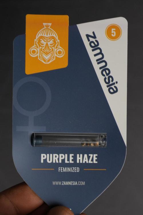 Pheno B Purple Haze By Zamnesia. Week 0 - Purple Haze seed pack