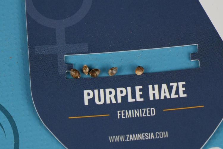 Pheno B Purple Haze By Zamnesia. Week 0 - Purple Haze seeds