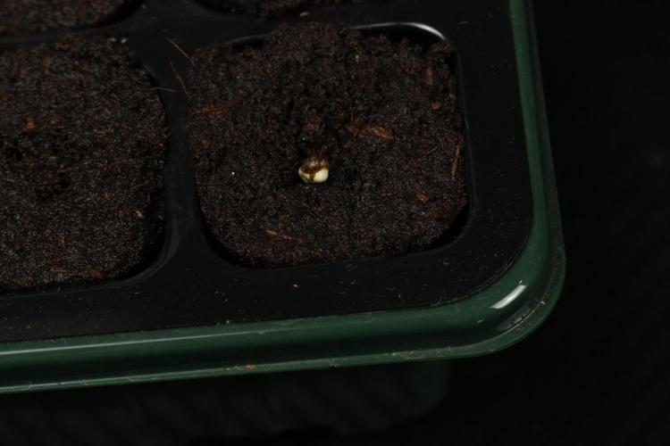 Pheno B Purple Haze By Zamnesia. Week 0 - Purple Haze seed B day one