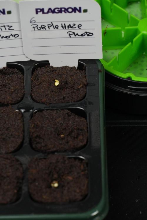 Pheno B Purple Haze By Zamnesia. Week 0 - Purple Haze seed B day one