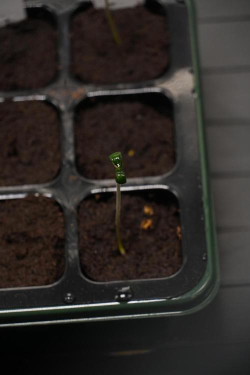 Pheno B Purple Haze By Zamnesia. Week 0 - Purple Haze Pheno B day one