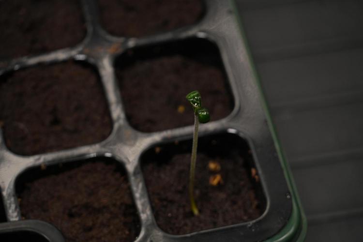 Pheno B Purple Haze By Zamnesia. Week 0 - Purple Haze Pheno B day one