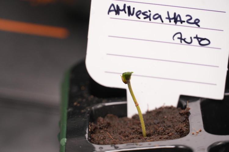 Amnesia Haze Auto by Zamnesia Pheno A. Week 0 - Amnesia Haze auto  Pheno A