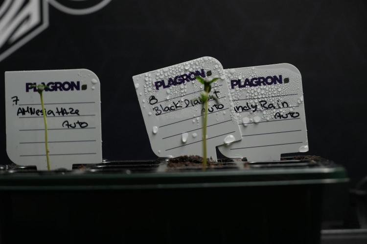 Amnesia Haze Auto by Zamnesia Pheno A. Week 0 - Amnesia Haze auto  Pheno A