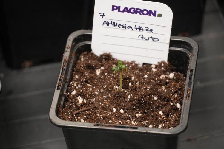Amnesia Haze Auto by Zamnesia Pheno A. Week 0 - Amnesia Haze auto  Pheno A