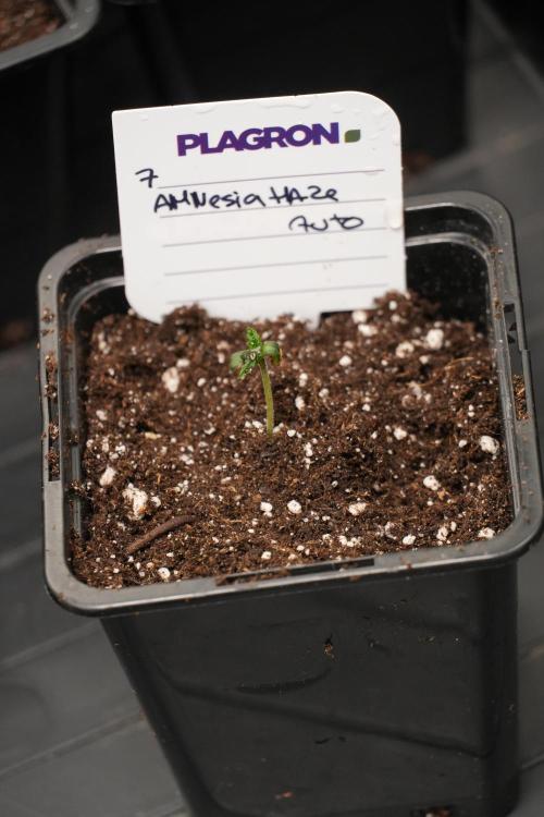 Amnesia Haze Auto by Zamnesia Pheno A. Week 0 - Amnesia Haze auto  Pheno A