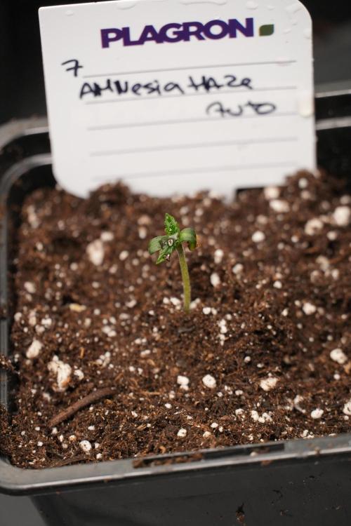 Amnesia Haze Auto by Zamnesia Pheno A. Week 0 - Amnesia Haze auto  Pheno A