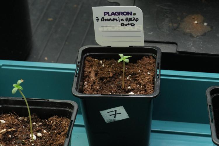 Amnesia Haze Auto by Zamnesia Pheno B. Week 0 - Amnesia Haze Auto Seed germination II