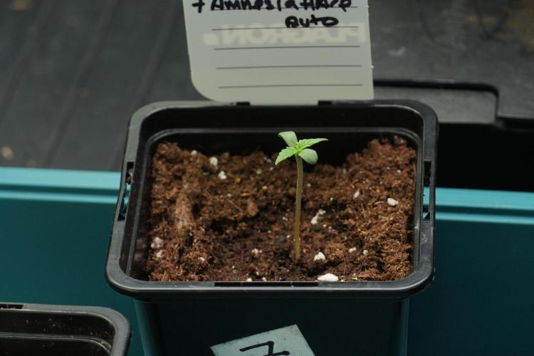 Amnesia Haze Auto by Zamnesia Pheno B. Week 0 - Amnesia Haze Auto Seed germination II