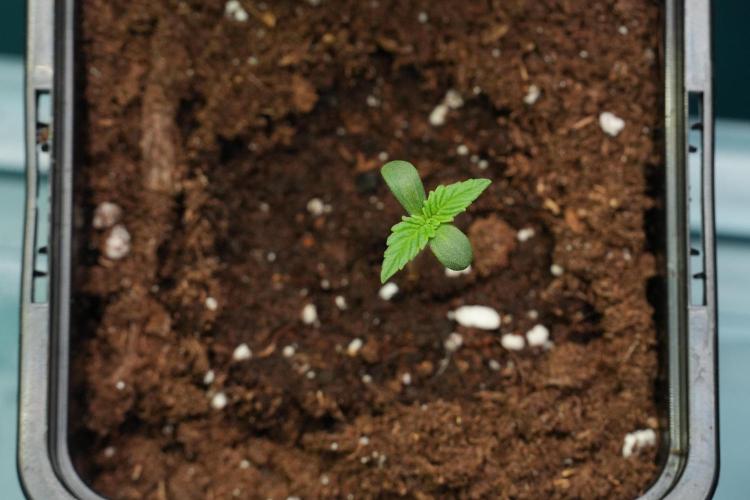 Amnesia Haze Auto by Zamnesia Pheno B. Week 0 - Amnesia Haze Auto Seed germination II