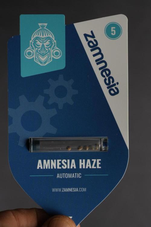 Amnesia Haze Auto by Zamnesia Pheno B. Week 0 - Amnesia Haze Auto Seed pack