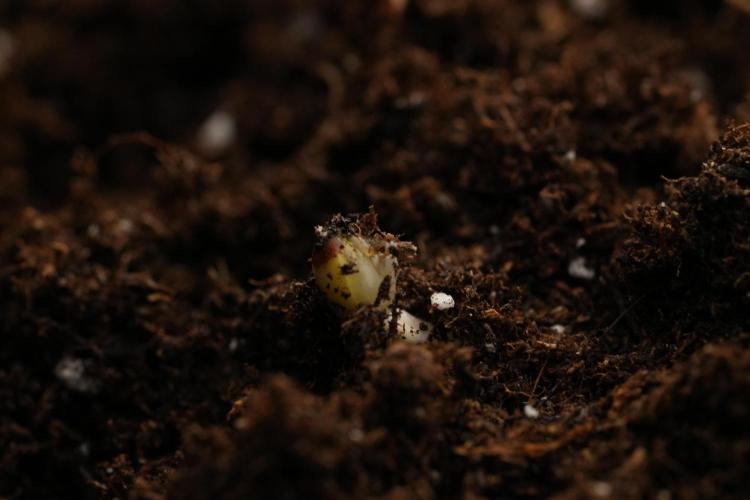 Amnesia Haze Auto by Zamnesia Pheno B. Week 0 - Amnesia Haze Auto Seed germination II
