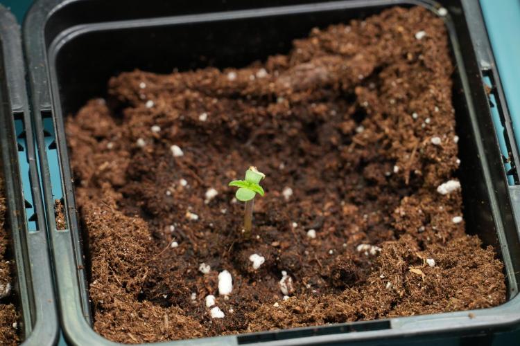 Amnesia Haze Auto by Zamnesia Pheno B. Week 0 - Amnesia Haze Auto Seed germination II