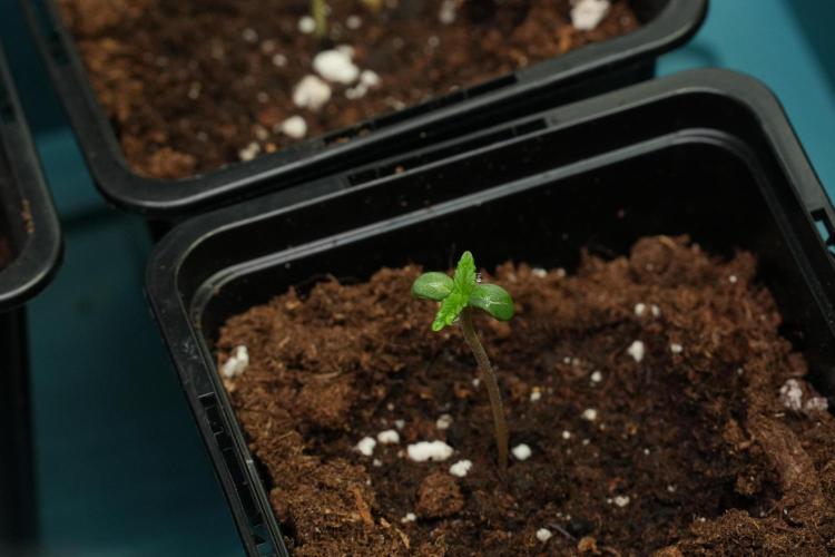 Amnesia Haze Auto by Zamnesia Pheno B. Week 0 - Amnesia Haze Auto Seed germination II