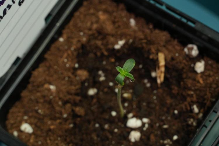 Amnesia Haze Auto by Zamnesia Pheno B. Week 0 - Amnesia Haze Auto Seed germination II