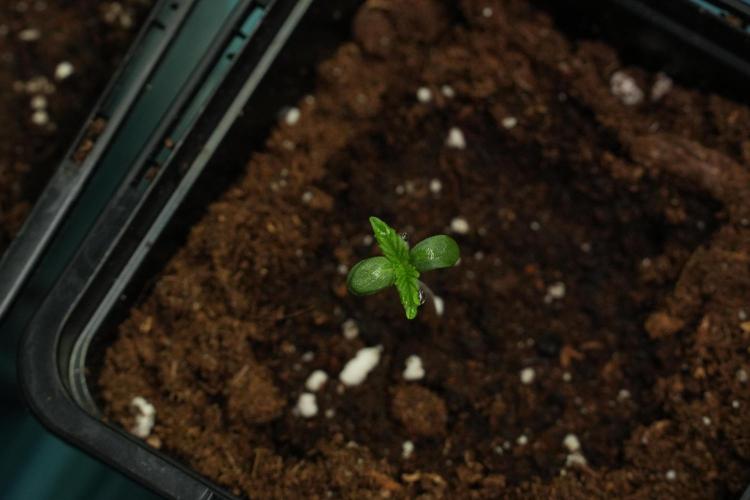 Amnesia Haze Auto by Zamnesia Pheno B. Week 0 - Amnesia Haze Auto Seed germination II