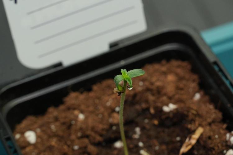 Amnesia Haze Auto by Zamnesia Pheno B. Week 0 - Amnesia Haze Auto Seed germination II