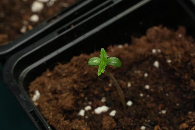 Amnesia Haze Auto by Zamnesia Pheno B. Week 0 - Amnesia Haze Auto Seed germination II