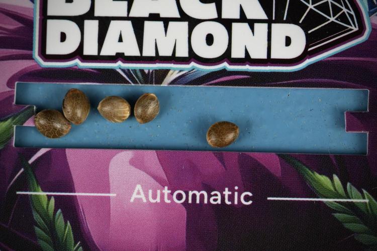Black Diamont Auto By Zamnesia Pheno A. Week 0 - Black Diamond Auto seeds
