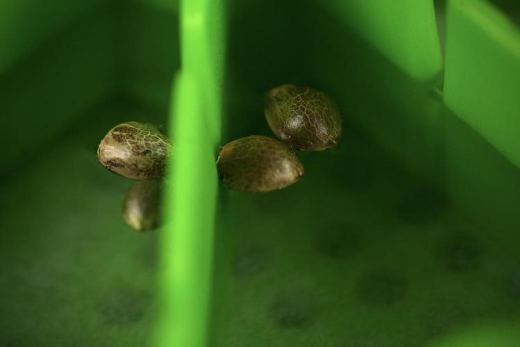 Black Diamont Auto By Zamnesia Pheno A. Week 0 - Black Diamond Auto seeds