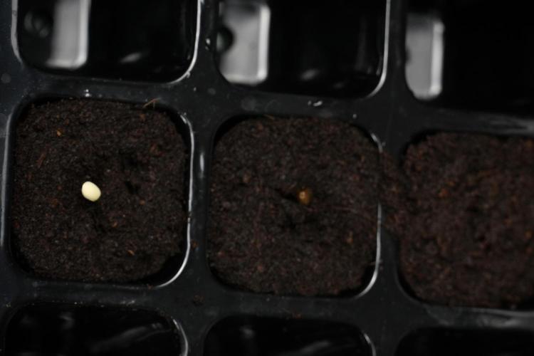 Black Diamont Auto By Zamnesia Pheno A. Week 0 - Black Diamond Auto seed A