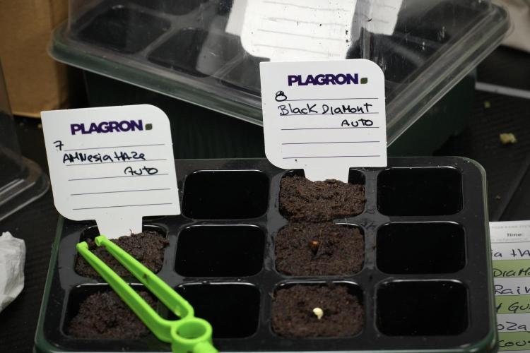 Black Diamont Auto By Zamnesia Pheno A. Week 0 - Black Diamond Auto seed A