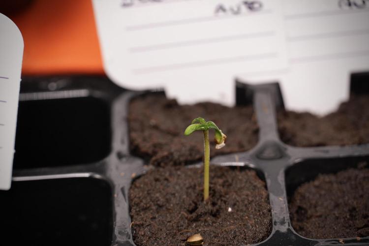 Black Diamont Auto By Zamnesia Pheno A. Week 0 - Black Diamond Auto Pheno A
