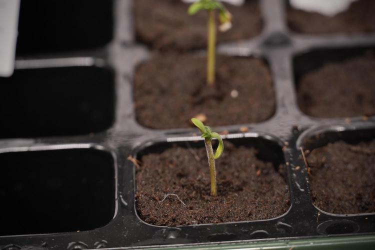 Black Diamont Auto By Zamnesia Pheno A. Week 0 - Black Diamond Auto Pheno A