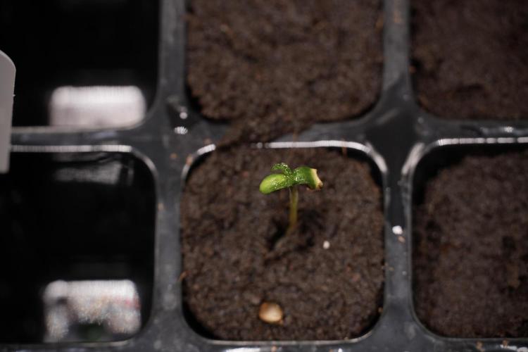 Black Diamont Auto By Zamnesia Pheno A. Week 0 - Black Diamond Auto Pheno A