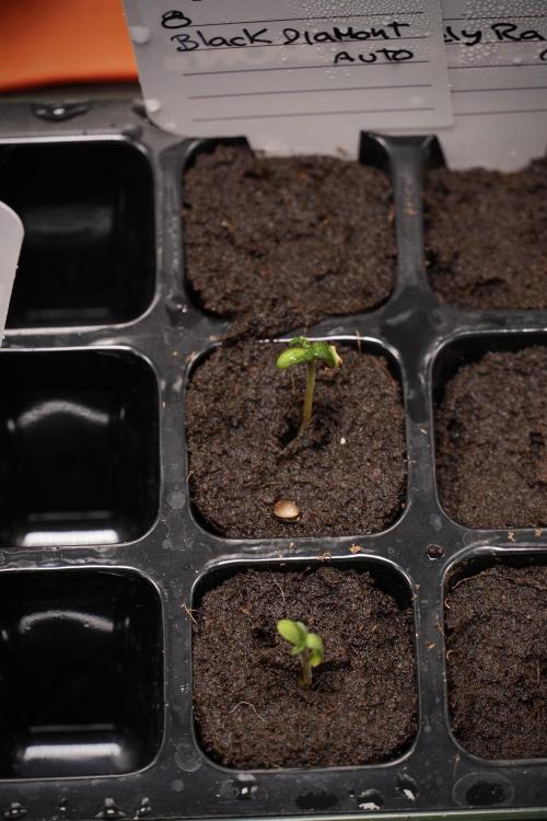 Black Diamont Auto By Zamnesia Pheno A. Week 0 - Black Diamond Auto Pheno A