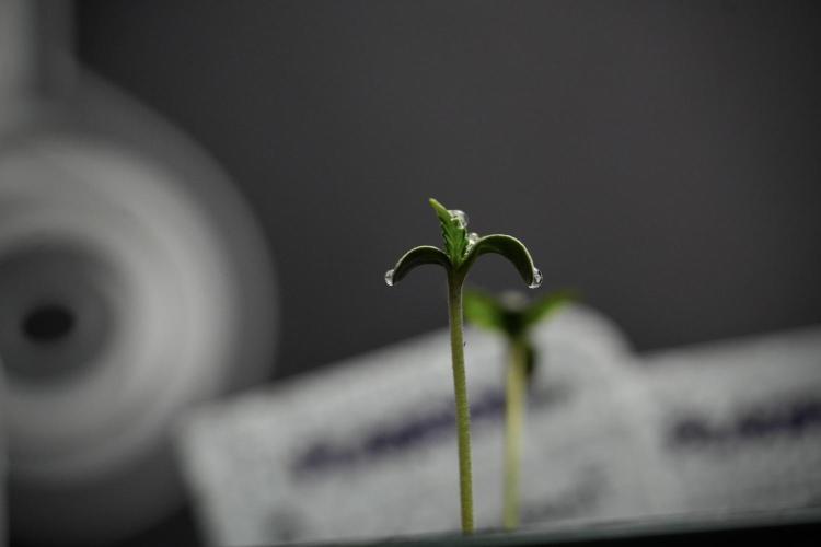 Black Diamont Auto By Zamnesia Pheno A. Week 0 - Black Diamond Auto Pheno A