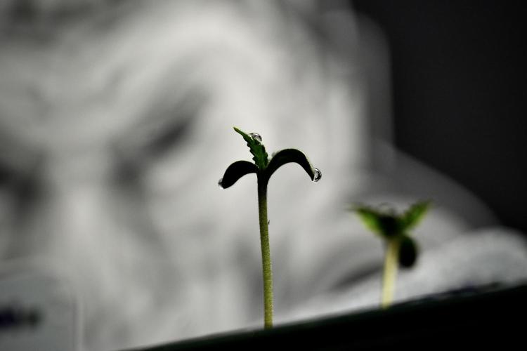 Black Diamont Auto By Zamnesia Pheno A. Week 0 - Black Diamond Auto Pheno A