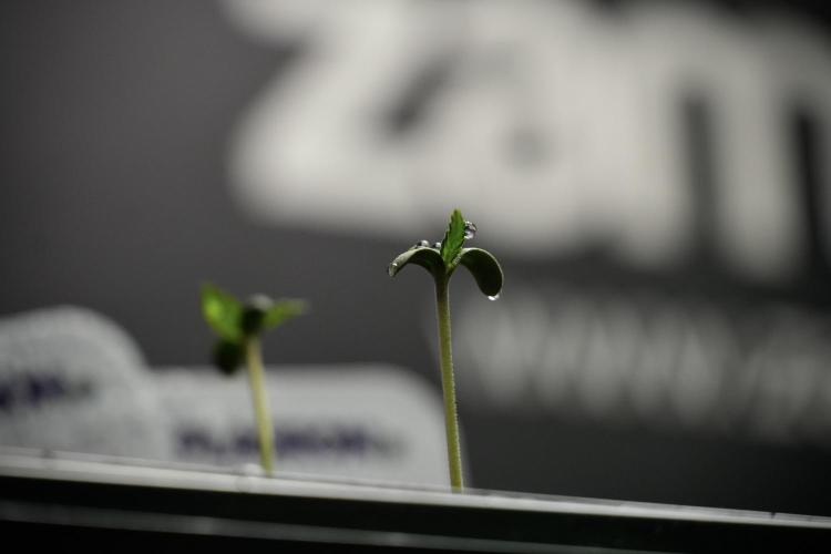 Black Diamont Auto By Zamnesia Pheno A. Week 0 - Black Diamond Auto Pheno A