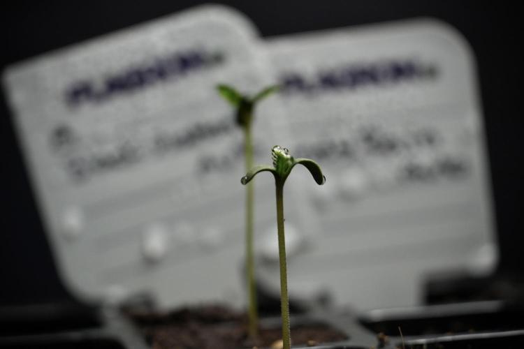 Black Diamont Auto By Zamnesia Pheno A. Week 0 - Black Diamond Auto Pheno A
