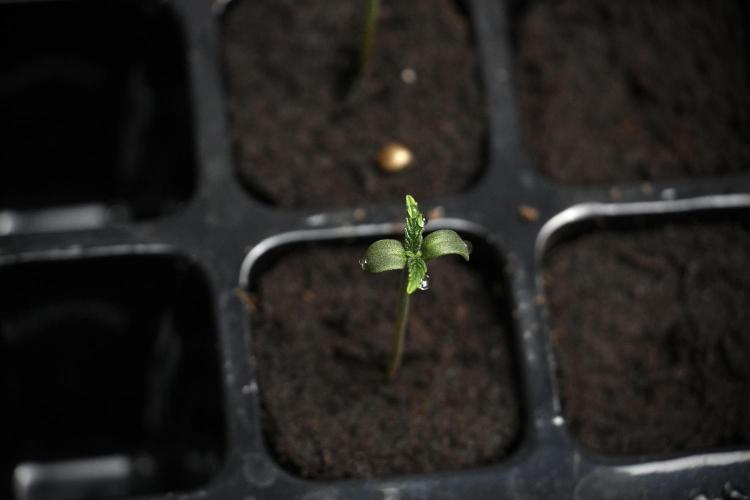 Black Diamont Auto By Zamnesia Pheno A. Week 0 - Black Diamond Auto Pheno A
