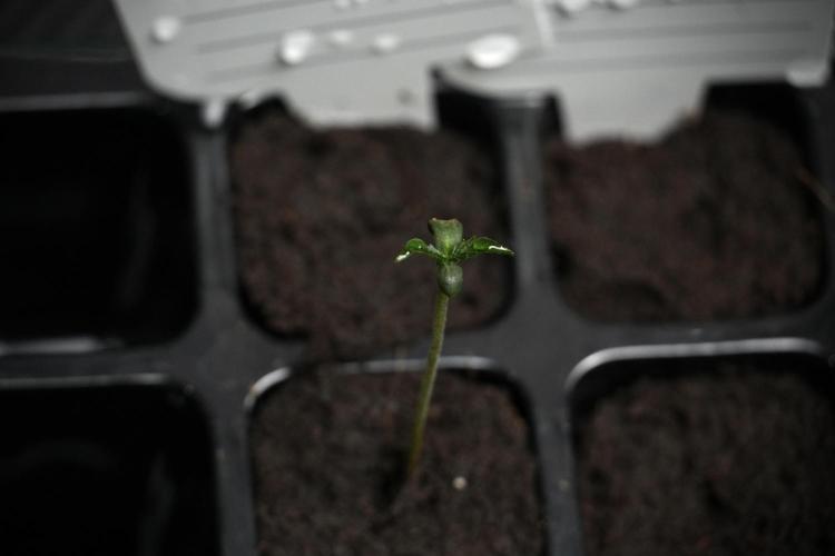 Black Diamont Auto By Zamnesia Pheno A. Week 0 - Black Diamond Auto Pheno A