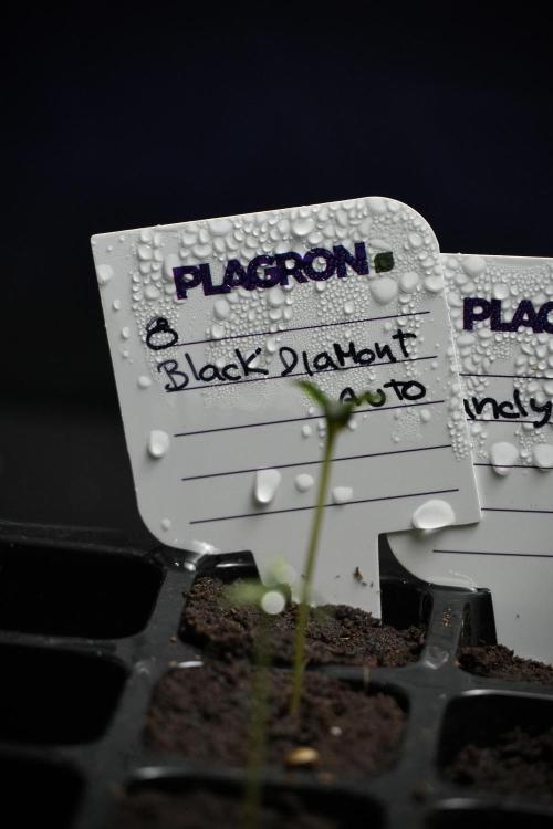 Black Diamont Auto By Zamnesia Pheno A. Week 0 - Black Diamond Auto Pheno A