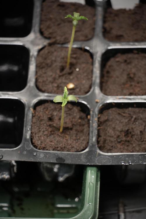 Black Diamont Auto By Zamnesia Pheno A. Week 0 - Black Diamond Auto Pheno A