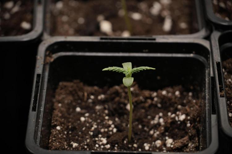 Black Diamont Auto By Zamnesia Pheno A. Week 0 - Black Diamond Auto Pheno A