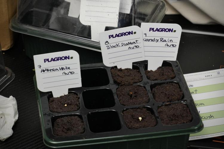 Pheno B Black Diamont Auto By Zamnesia. Week 0 - Black Diamond Auto Seed B