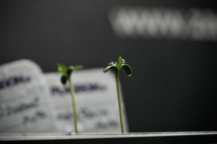 Pheno B Black Diamont Auto By Zamnesia. Week 0 - Black Diamond Auto Pheno B